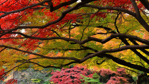 1098297 (a): :1920x1080